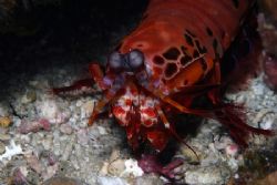 Mantis Shrimp. Canon EOS10D in Sea&Sea Nousing with strob... by Simon Trickett 